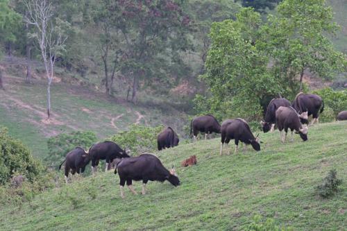 Gaurs