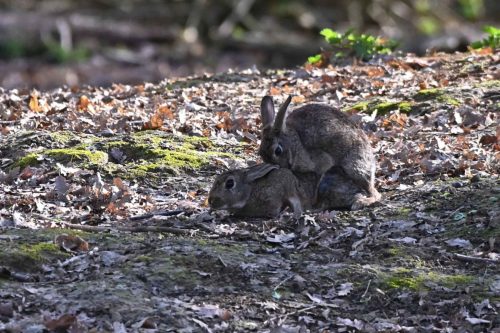 Lapins de garenne