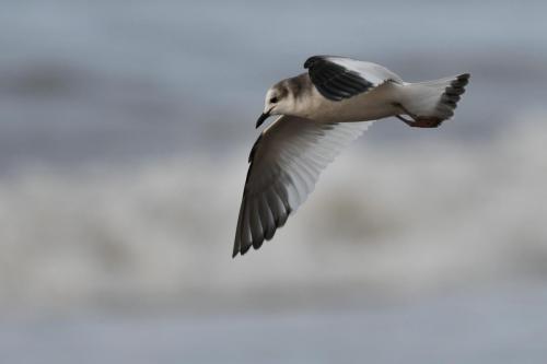 Mouette de Sabine