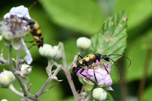 Lepture tacheté ( Rutpela maculata)