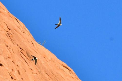 Martinets à gorge blanche