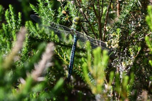 Anax empereur (mâle) (Anax imperator)