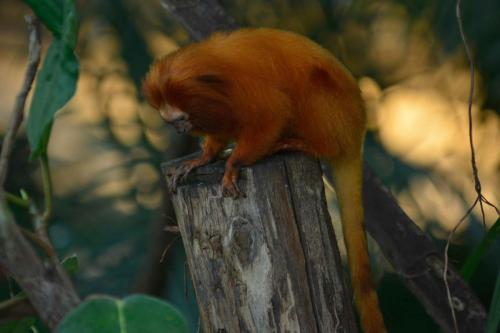 Tamarin lion doré