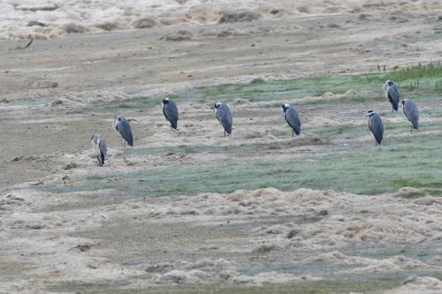Sieste des Hérons cendrés