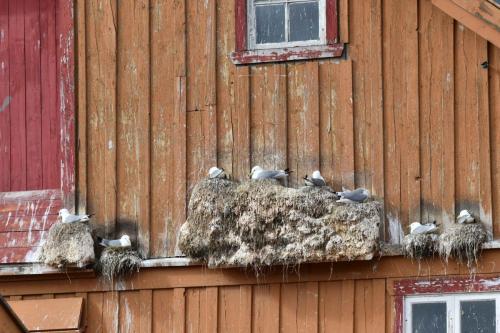 Vardo, mouettes tridactyles