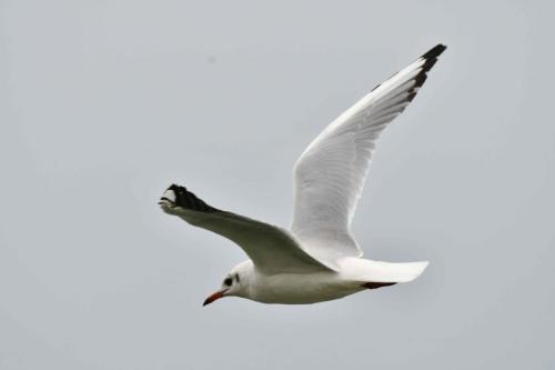 Mouette rieuse
