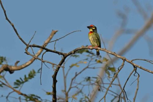 Barbu à plastron rouge