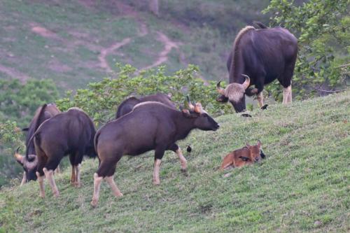 Gaurs