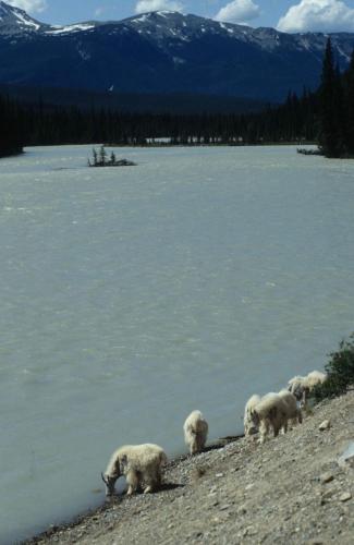 Chèvres de montagne