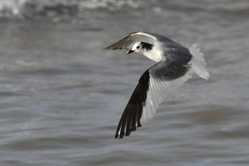 Mouette de Sabine