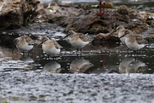 Bécasseaux cocorlis