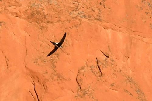 Martinet à gorge blanche