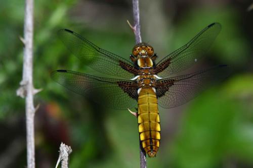 Libellule déprimée (femelle) (Libellula depressa)