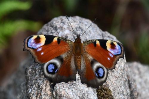Paon-du-jour (Aglais io)