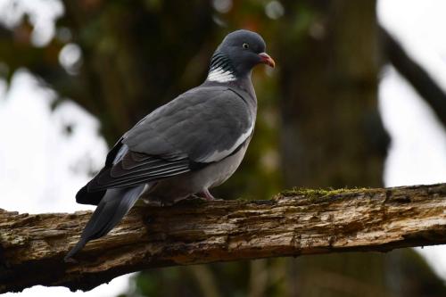 Pigeon ramier