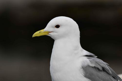 Mouette tridactyle