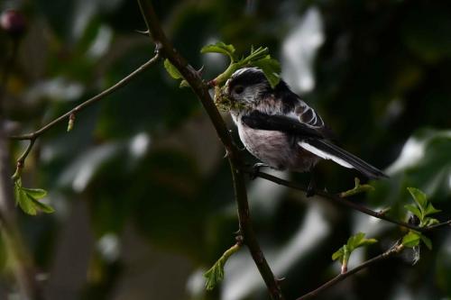 Mésange à longue queue