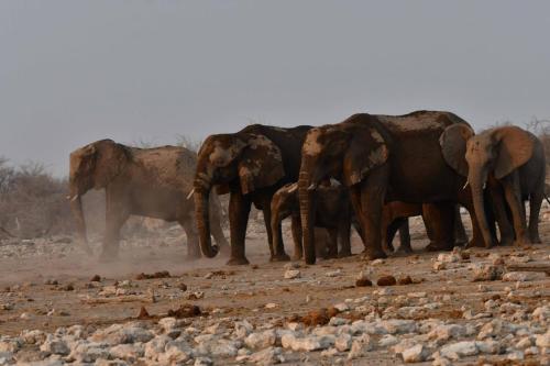 Eléphants de savane