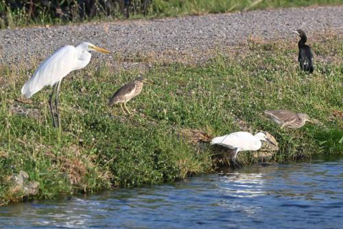 Grande aigrette, Crabiers malais, Cormoran de Vieillot, Aigrette intermédiaire