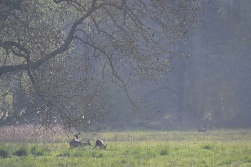 Chevreuils européens
