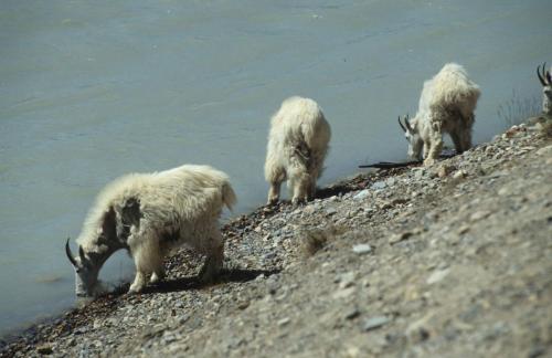 Chèvres de montagne