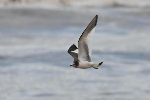 Mouette de Sabine