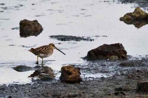 Bécassine des marais