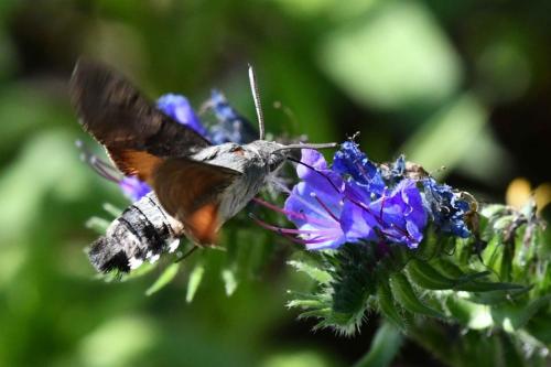 Moro-Sphinx (Macroglossum stellatarum)