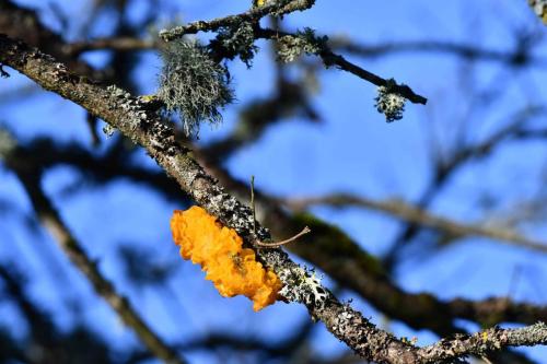 Trémelle mésentérique (Tremella mesenterica)