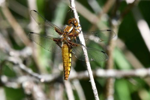 Libellule déprimée (femelle) (Libellula depressa)