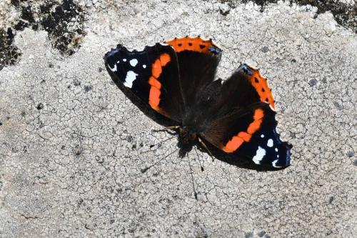 Vulcain (Vanessa atalanta)