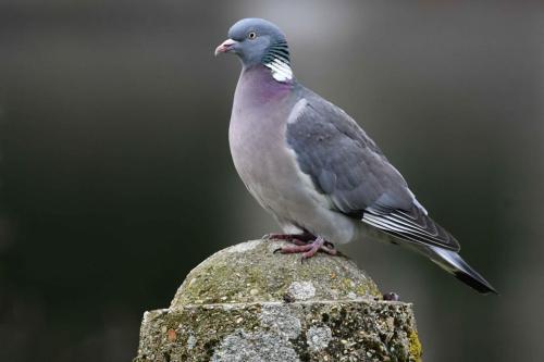 Pigeon ramier