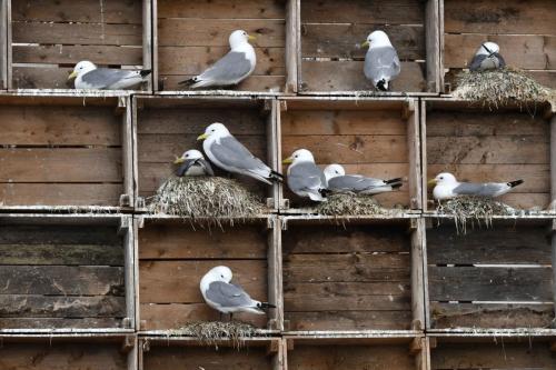 Vardo, mouettes tridactyles