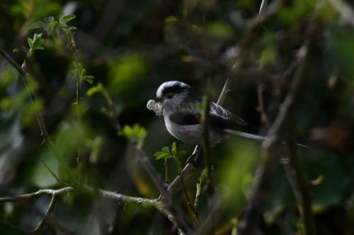 Mésange à longue queue