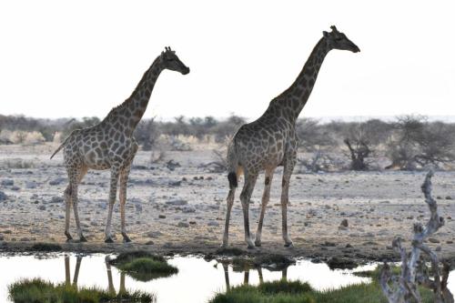 Girafes