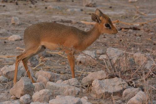 Dikdik Damara