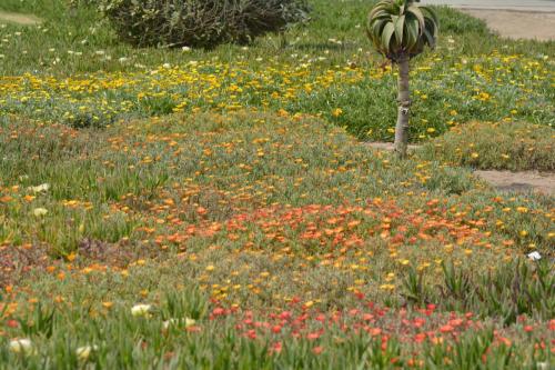 Jardin à Swakopmund