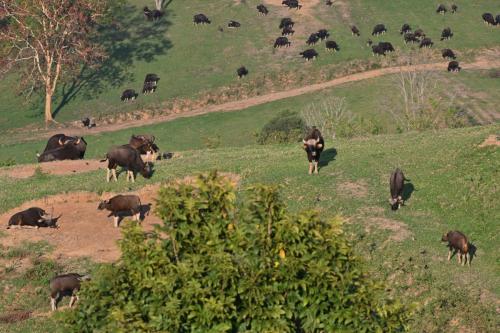 Gaurs
