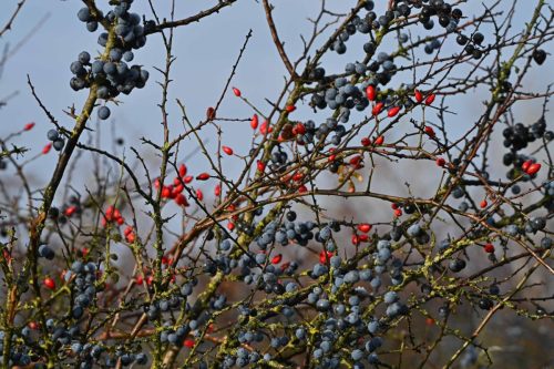 Prunelliers et églantiers