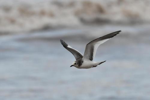 Mouette de Sabine