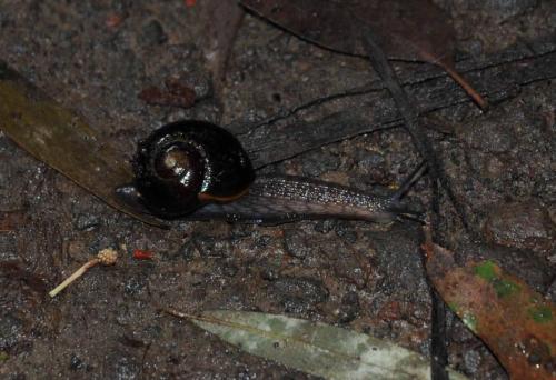 Escargot carnivore endémique de Otway