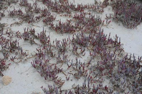 Parc national de Coorong - Salicorne