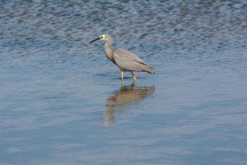 Aigrette à face blanche