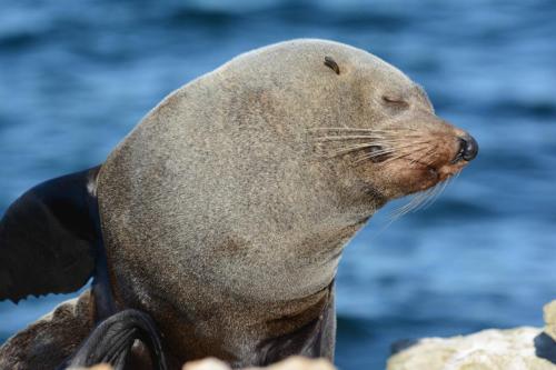 Otarie à fourrure de Nouvelle-Zélande