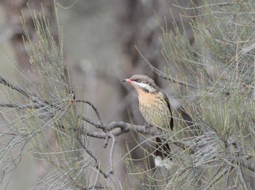Méliphage à bavette