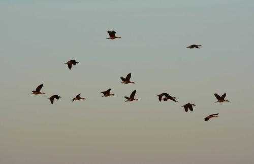 Dendrocygnes d'Eyton