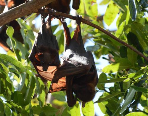 Jeune renard-volant à coté de sa mère