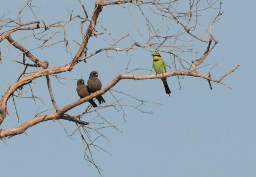 Petits Langrayens et Guépier arc-en-ciel