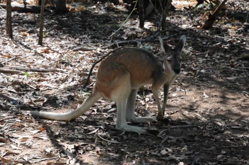 Wallaby agile dans le parc animalier du Territoire du nord