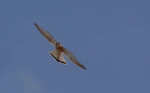 Crécerelle d'Australie